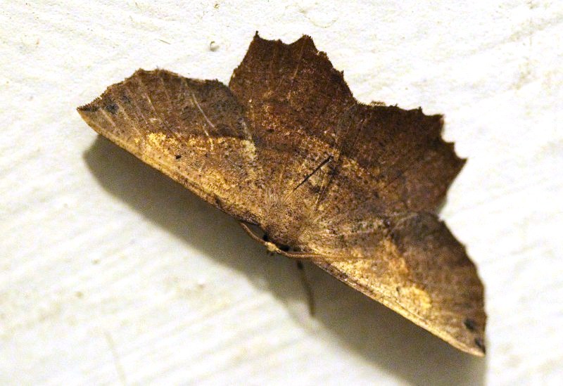 Euchlaena moth