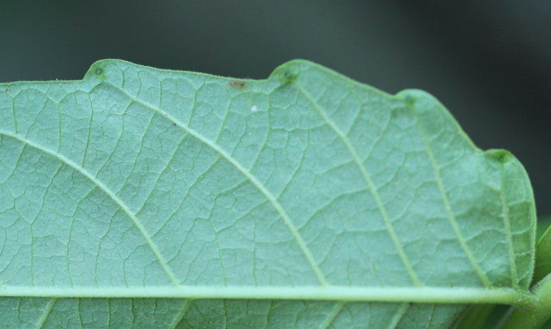 Ailanthus leaf gland