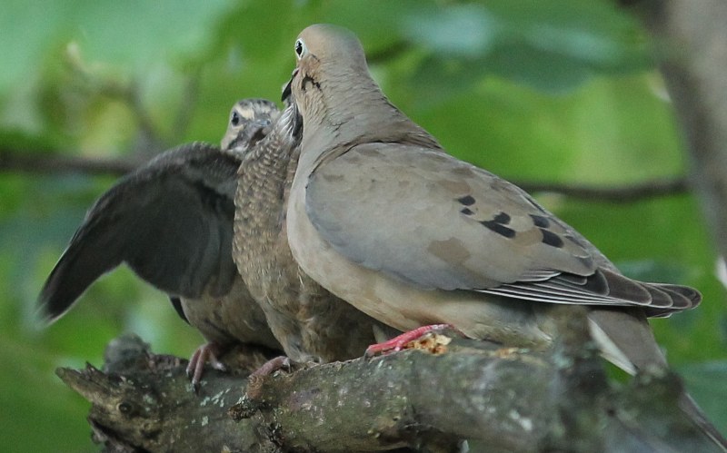 Mourning dove feeding its babies