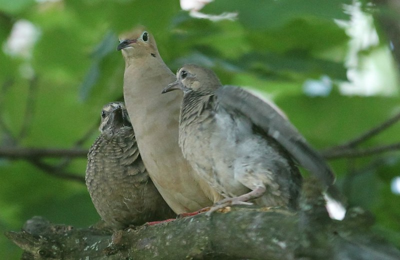Mourning doves on alert