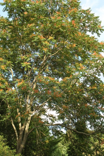Ailanthus altissima form erythrocarpa
