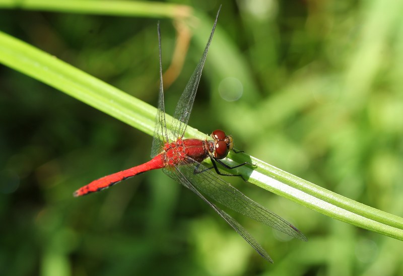 Male meadowhawk dragonfly