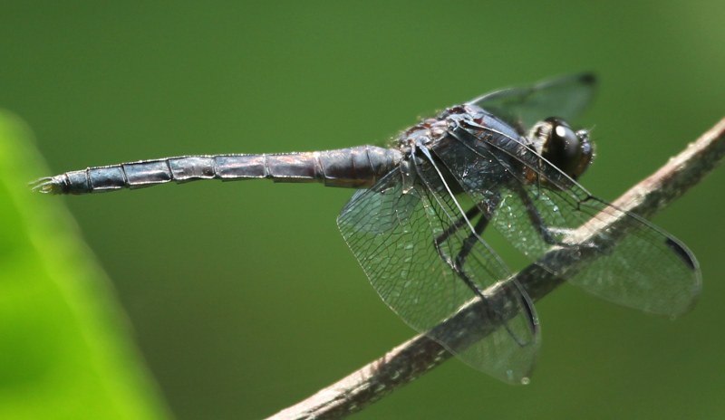 Slaty skimmer dragonfly