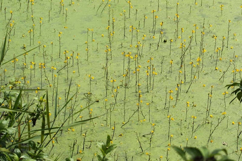 Bladderwort flower stalks