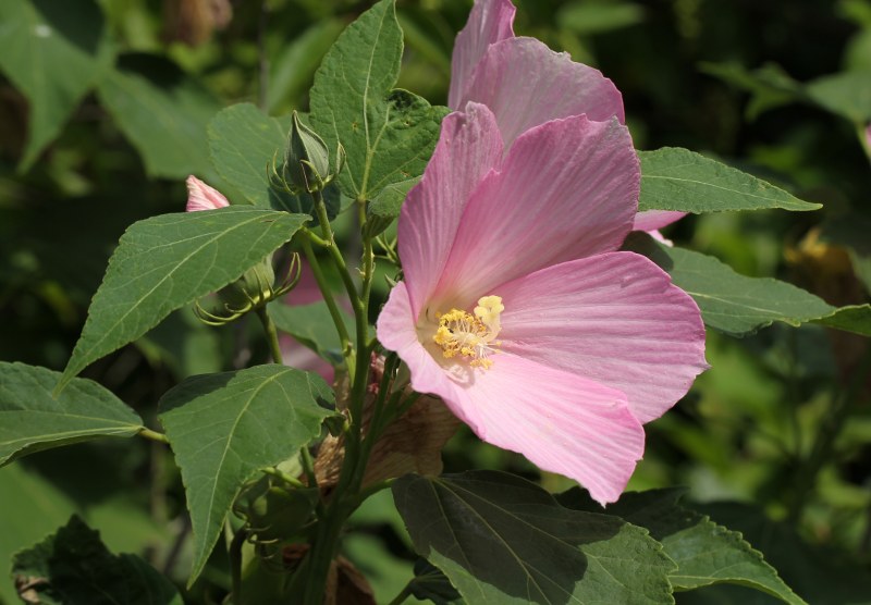 Swamp rose-mallow flower