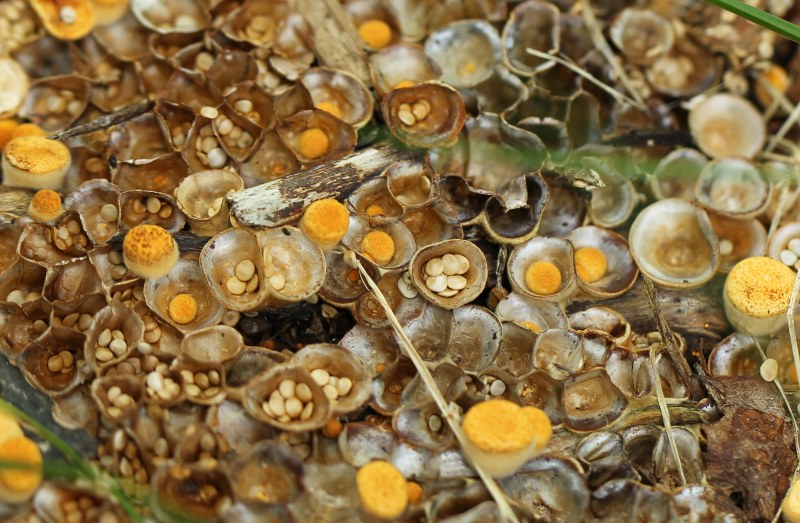 Bird's nest fungus