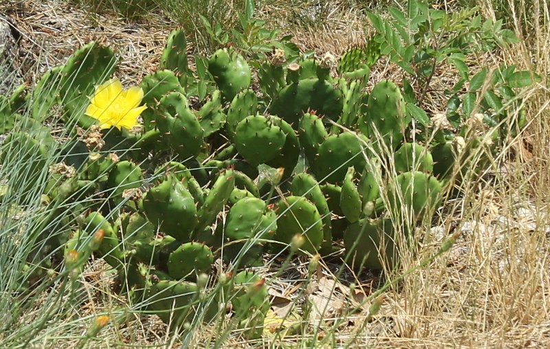 Prickly-pear cactus