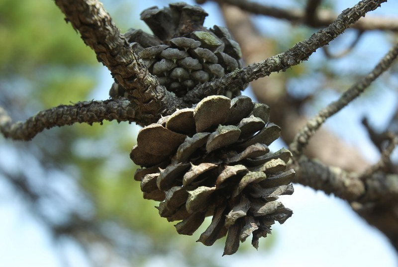 Pitch pine cones
