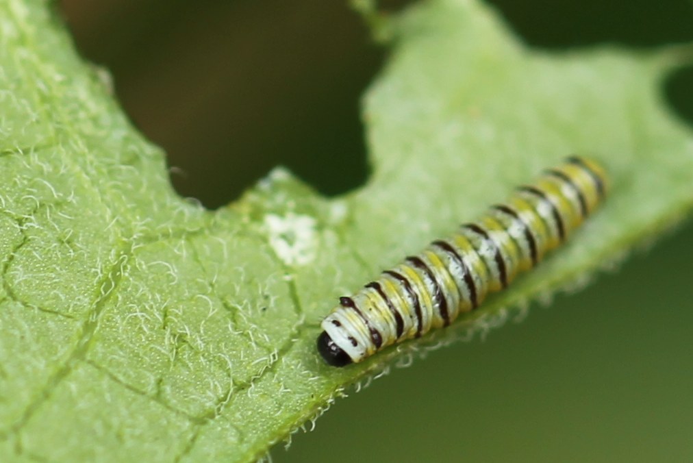 Baby monarch caterpillar