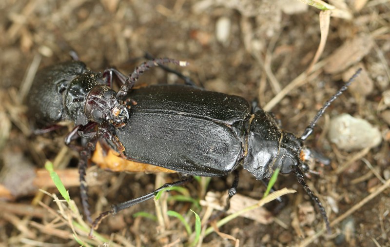 Pair of broad-necked root borer beetles