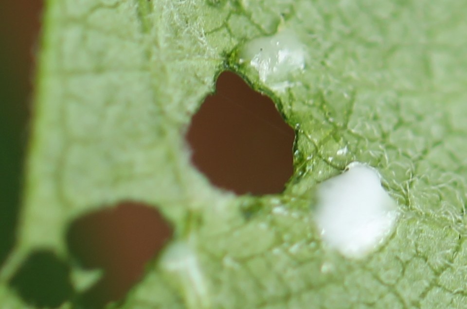 Egg mass on milkweed leaf
