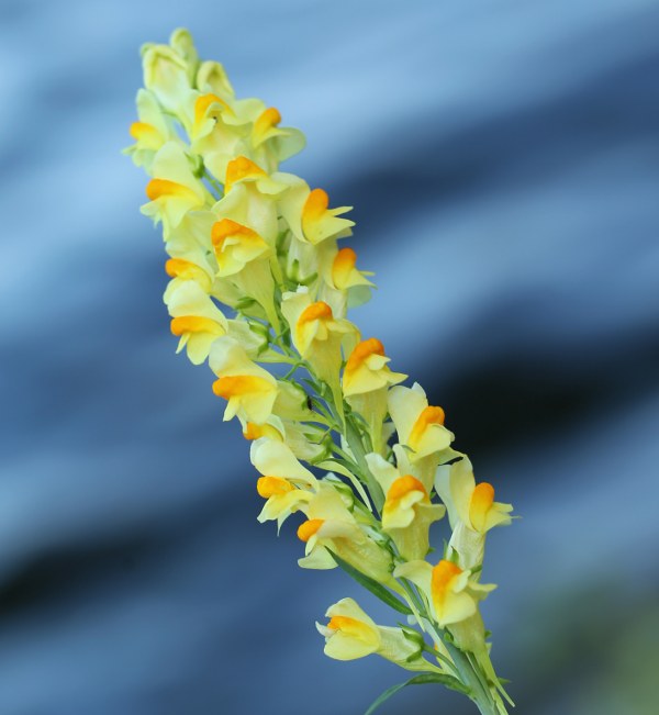 Orange and yellow toadflax flowers