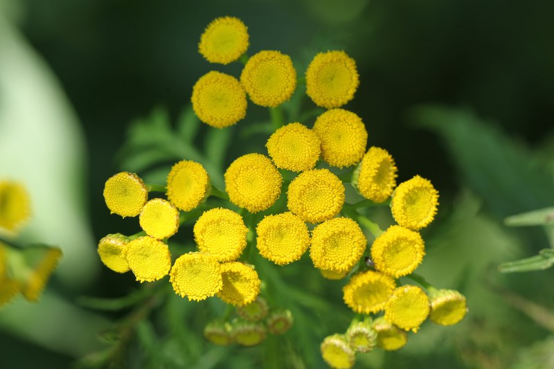 Tansy flowers