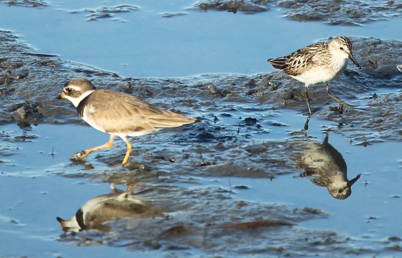 Semipalmated plover and semipalmated sandpiper in a salt marsh