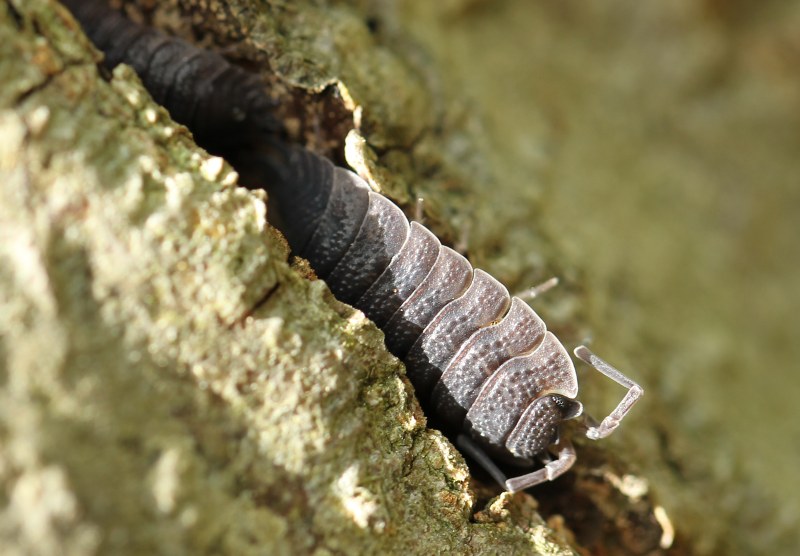 Rough wood louse in tree bark
