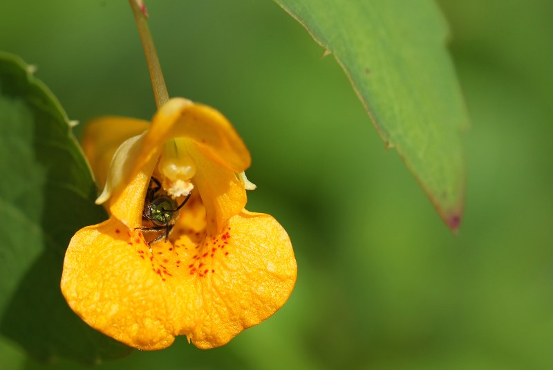 Bee inside jewelweed flower