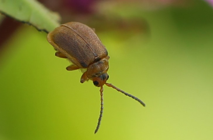 Purple loosestrife beetle