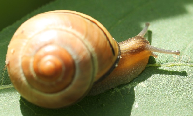 Brown-lipped snail