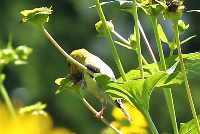 American goldfinch eating seeds of cup plant
