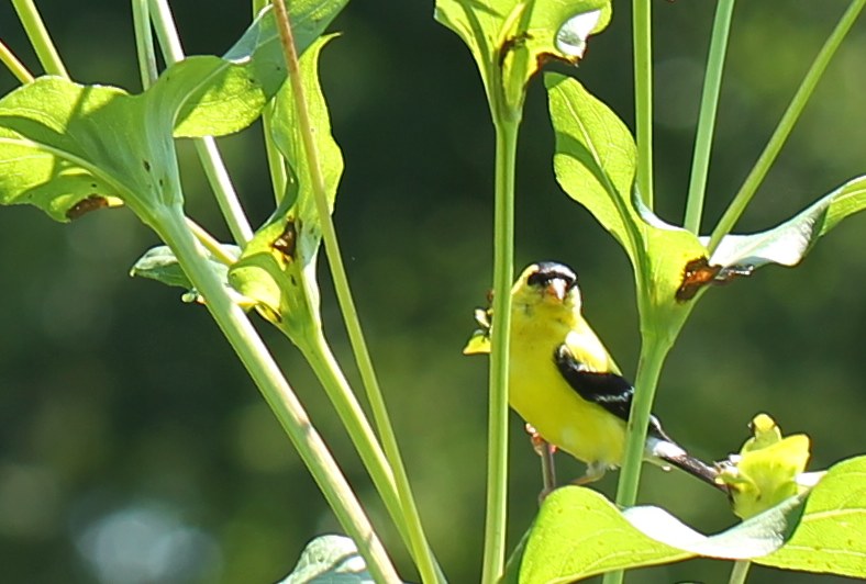 male American goldfinch