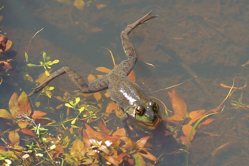 American bullfrog lounging in water