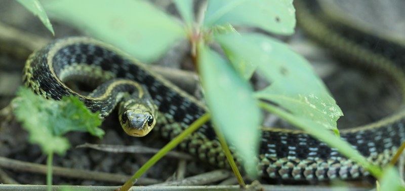 Garter snake looking at the camera