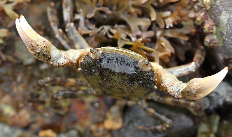 Asian shore crab with claws raised