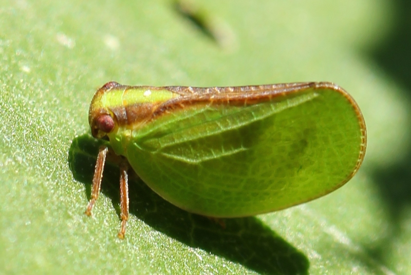 Two-striped planthopper