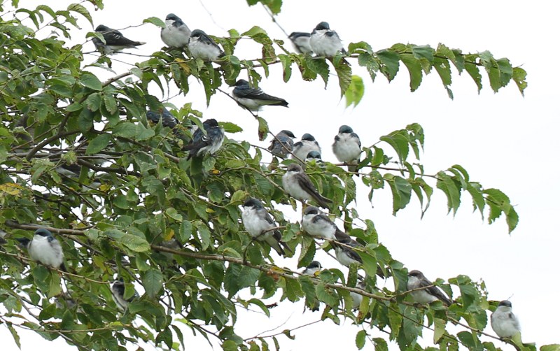 Tree swallows on elm tree