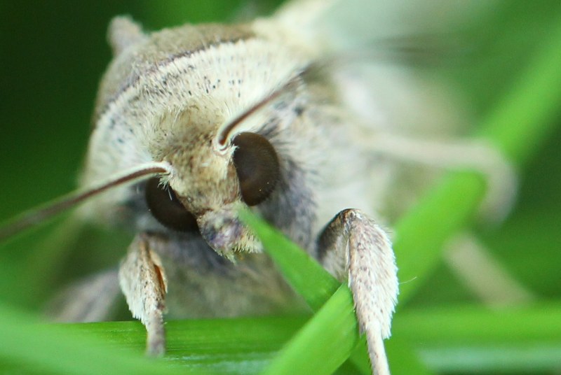 Armyworm moth face