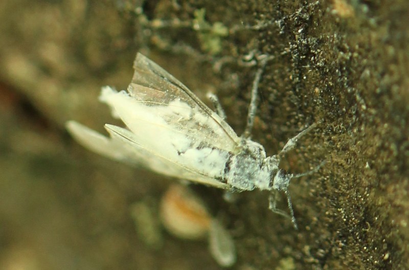 Winged woolly alder aphid