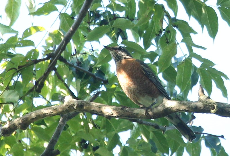 American robin in cork tree