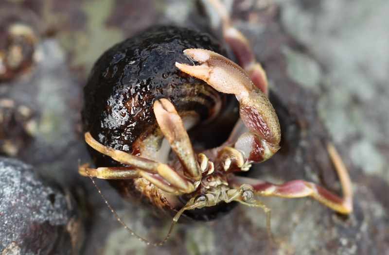 Long-clawed hermit crab