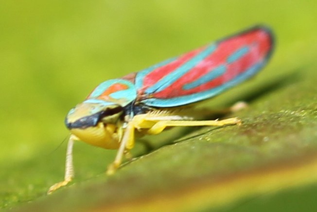 Candy-striped leafhopper (side view)