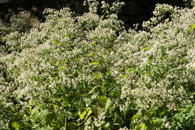 White wood aster plants