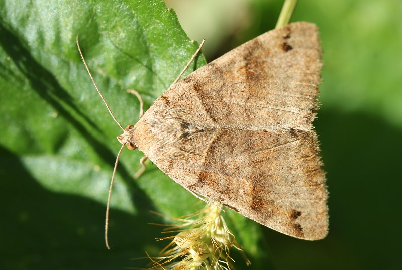 Possible clover looper moth