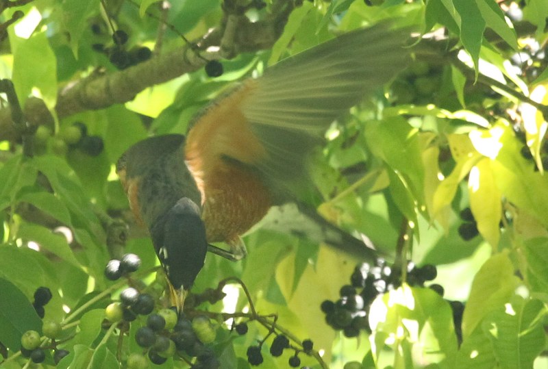 American robin with cork tree fruit