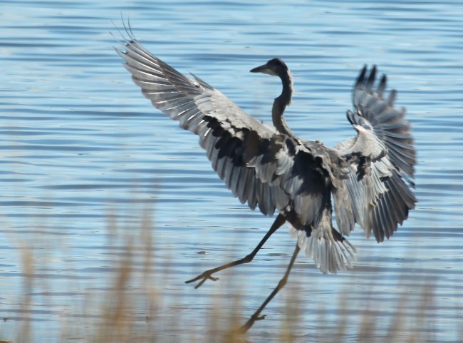 Great blue heron landing
