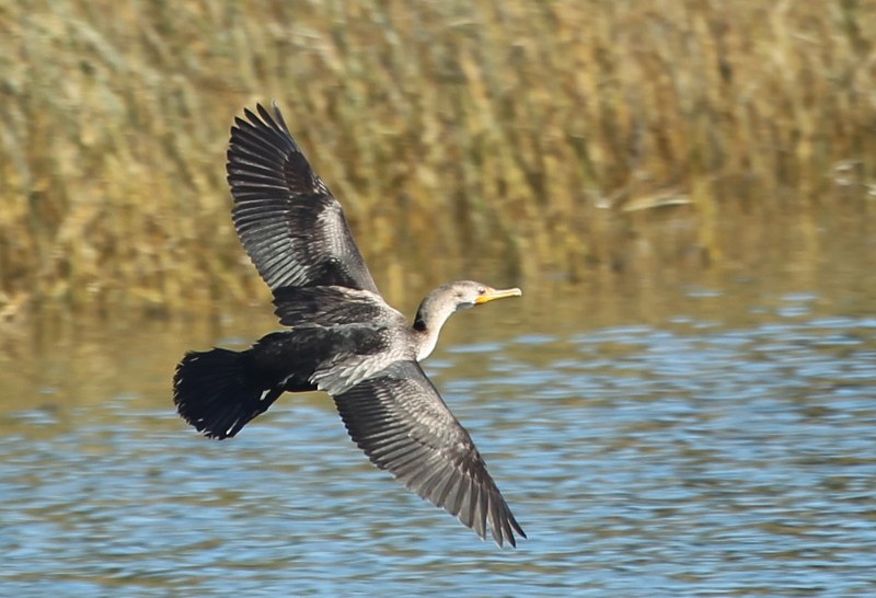 double-crested cormorant in flight