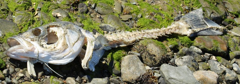 Fish skeleton on beach