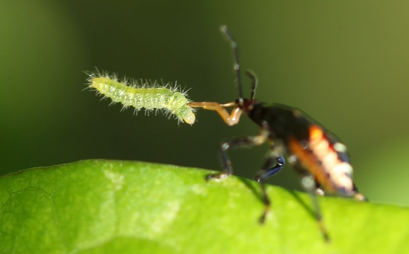 Stink bug nymph with caterpillar