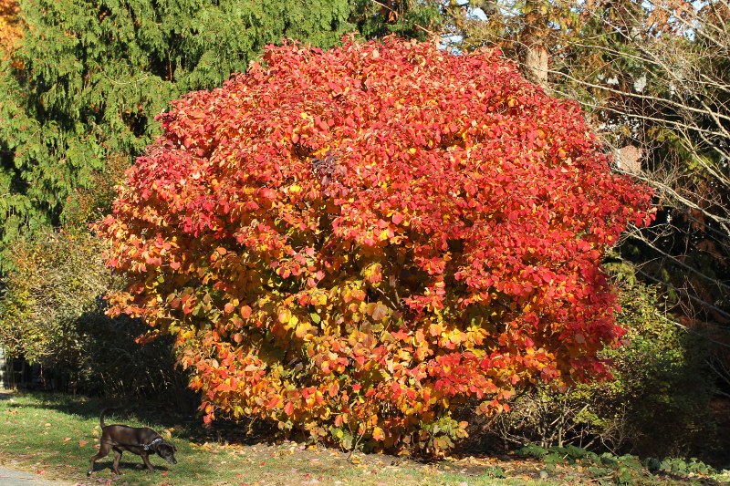Fothergilla in fall color