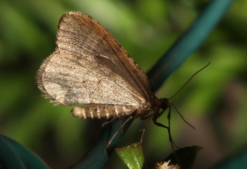 Winter moth