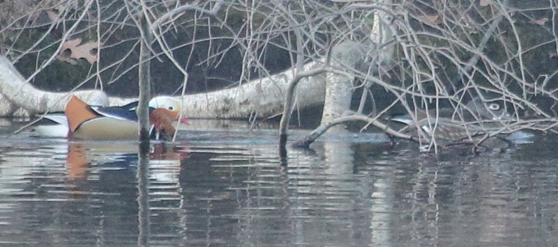 Mandarin duck chasing a female wood duck