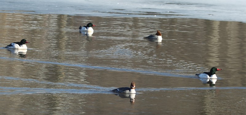 A circle of common mergansers