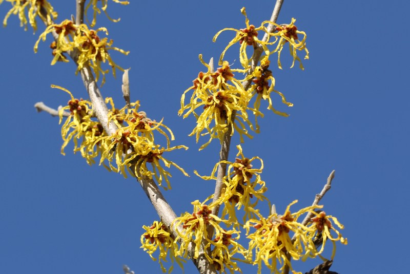 Yellow witch-hazel flowers against a blue sky