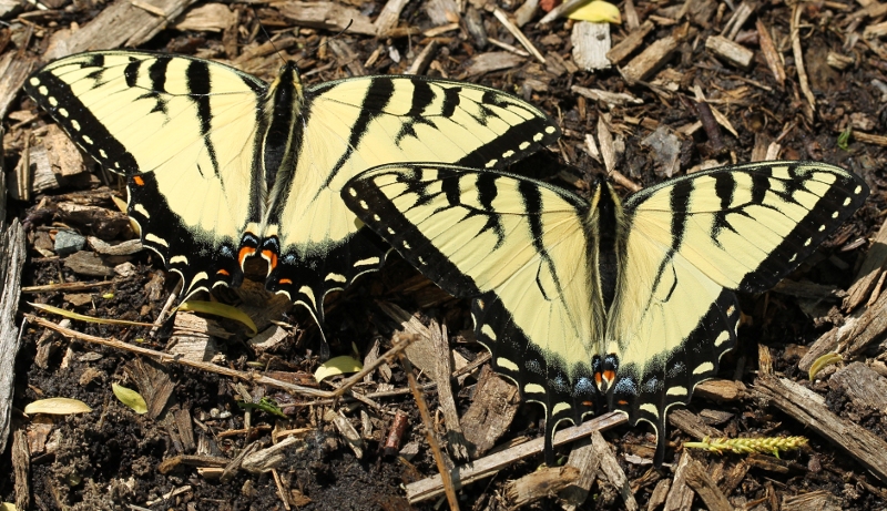 Eastern tiger swallowtail butterflies
