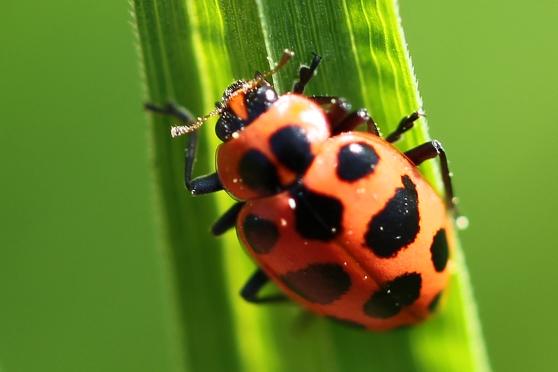Spotted ladybug