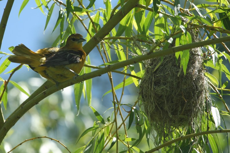 Female Baltimore oriole near nest