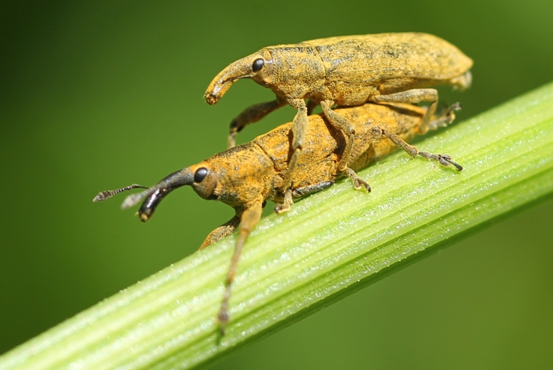 Lixus weevils mating